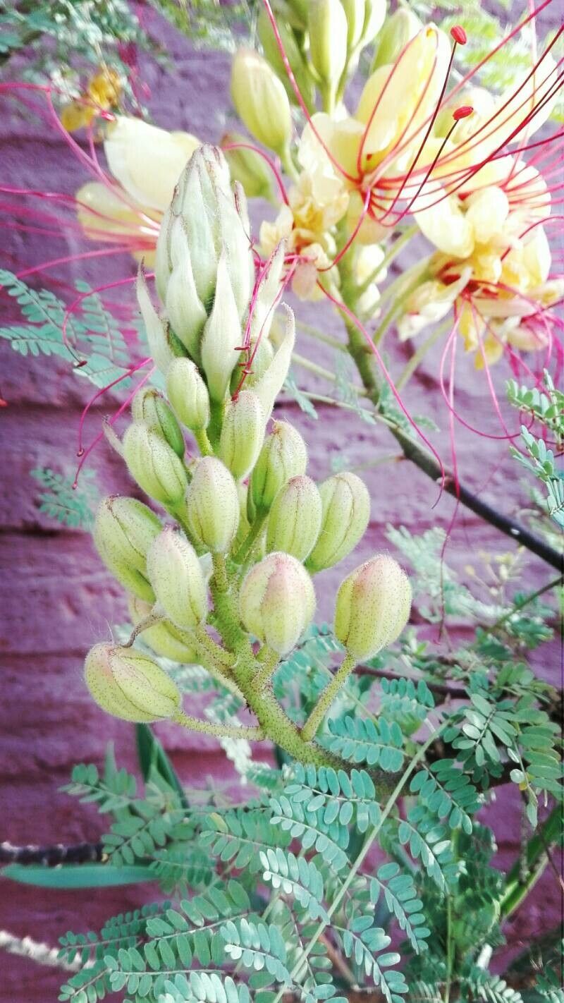 Caesalpinia gilliesii fruit