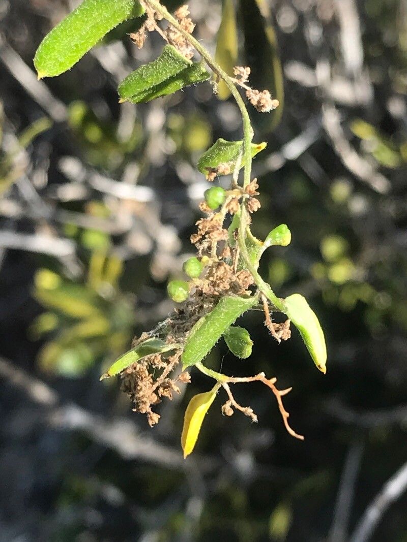 Matelea parvifolia — houseplant care guide