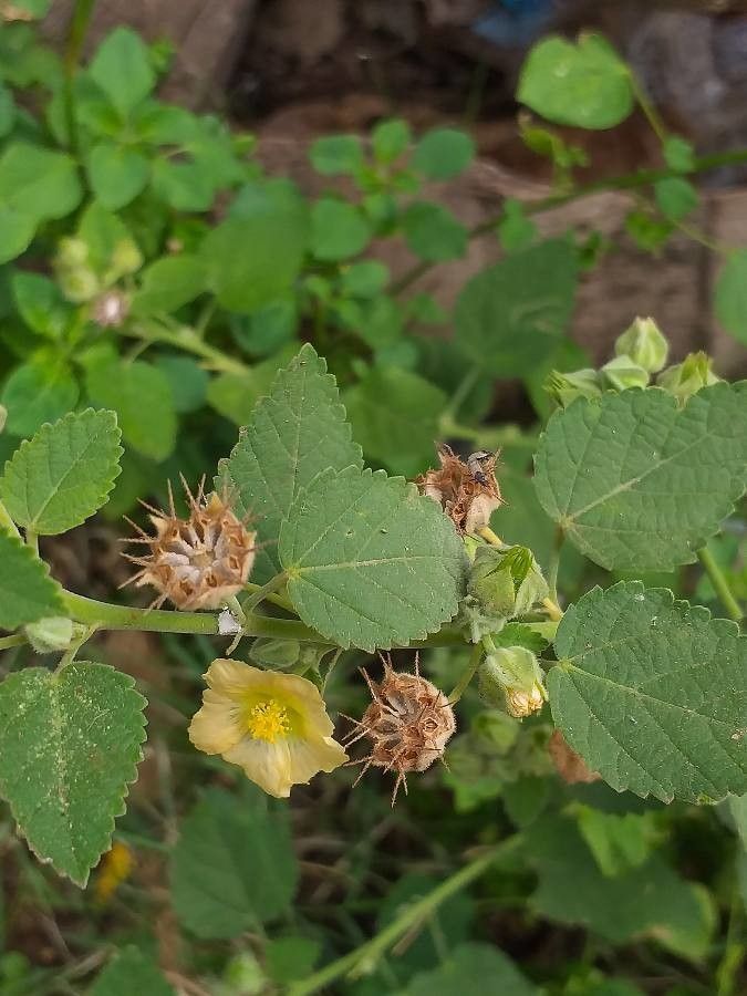 Sida cordifolia flower