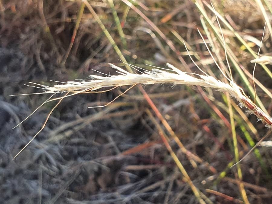 Sehima nervosum fruit