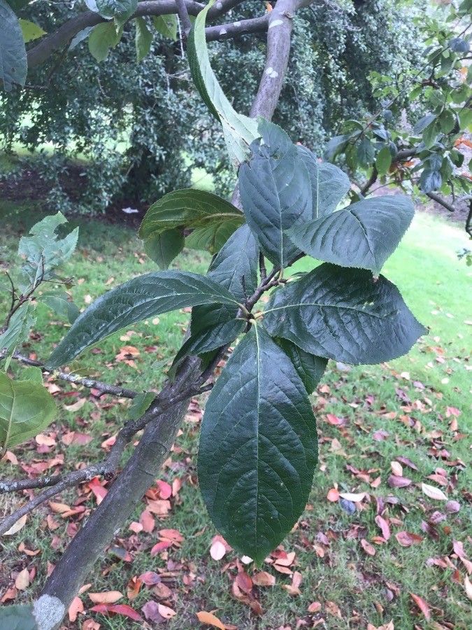 Photinia beauverdiana — related species from the same genus
