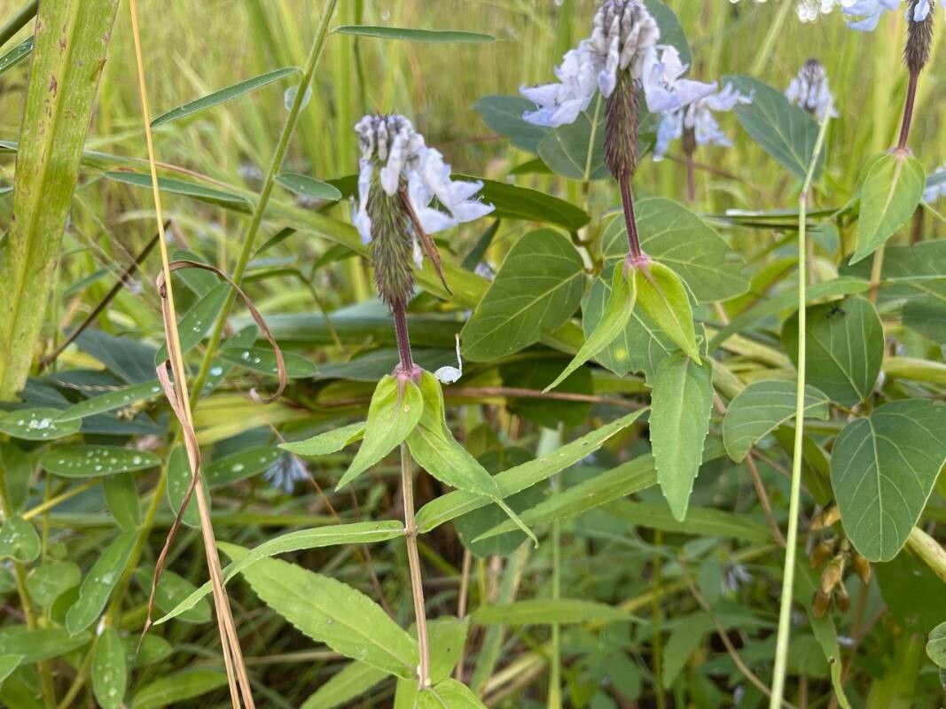 Coleus scruposus — houseplant care guide