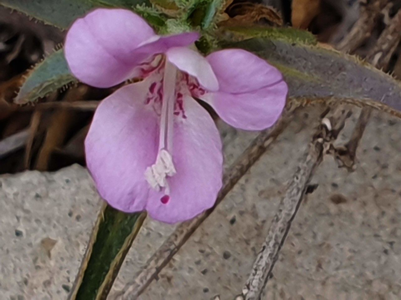 Barleria angustiloba flower
