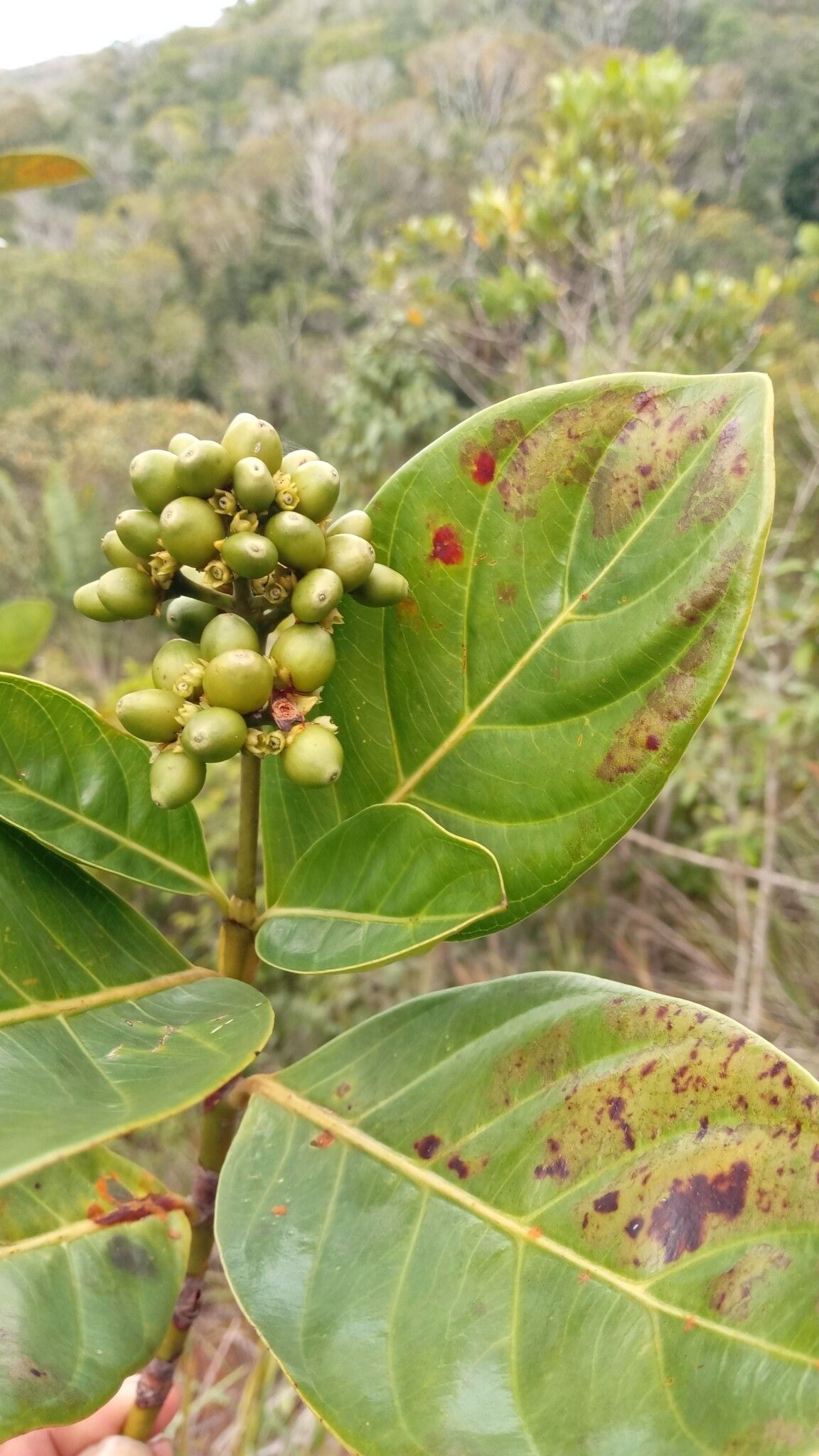 Gaertnera nitida fruit