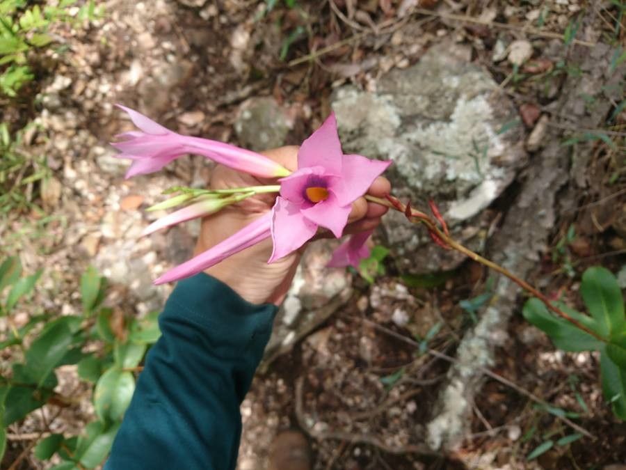 Mandevilla sellowii — houseplant care guide