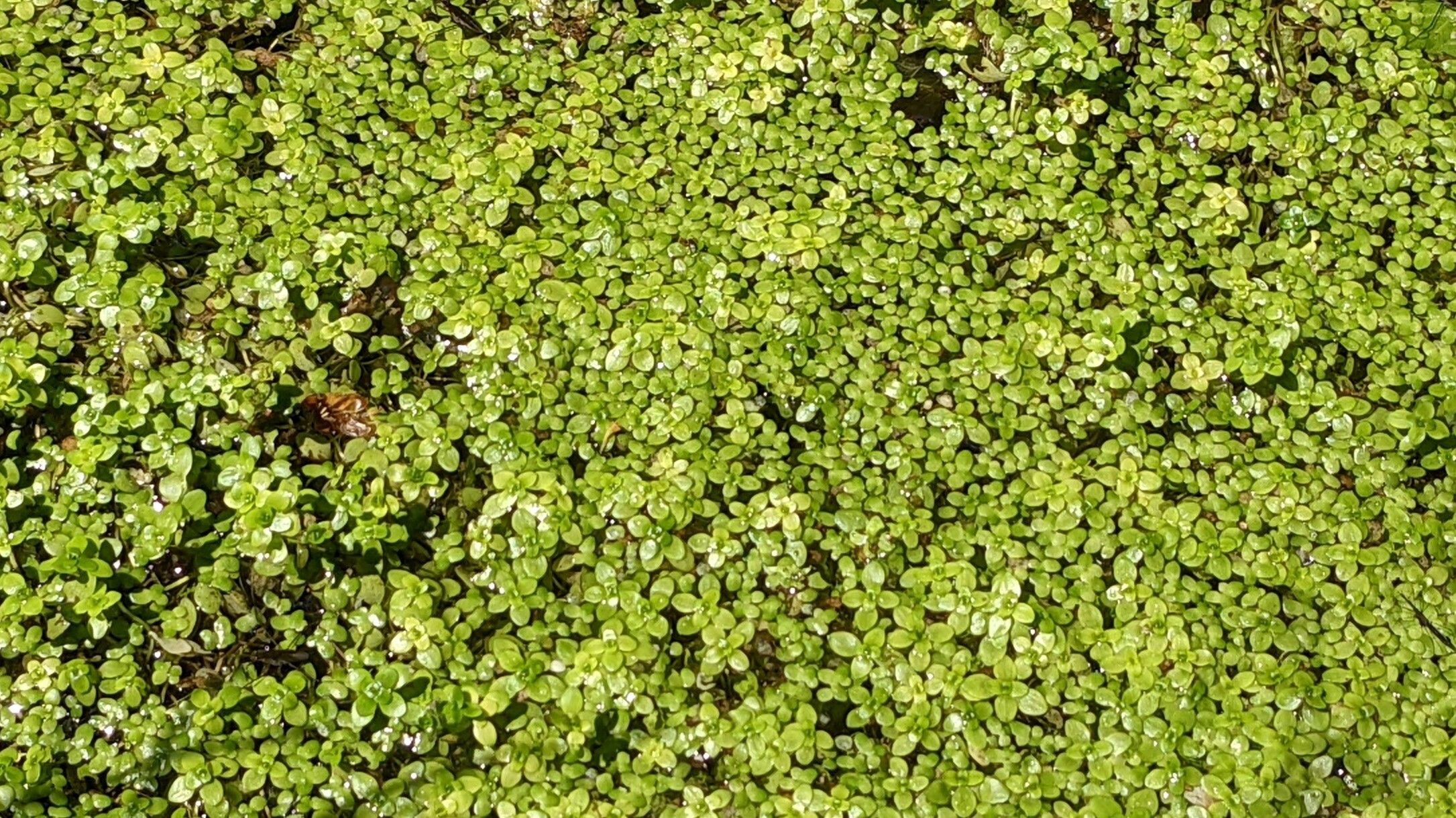Callitriche palustris flower