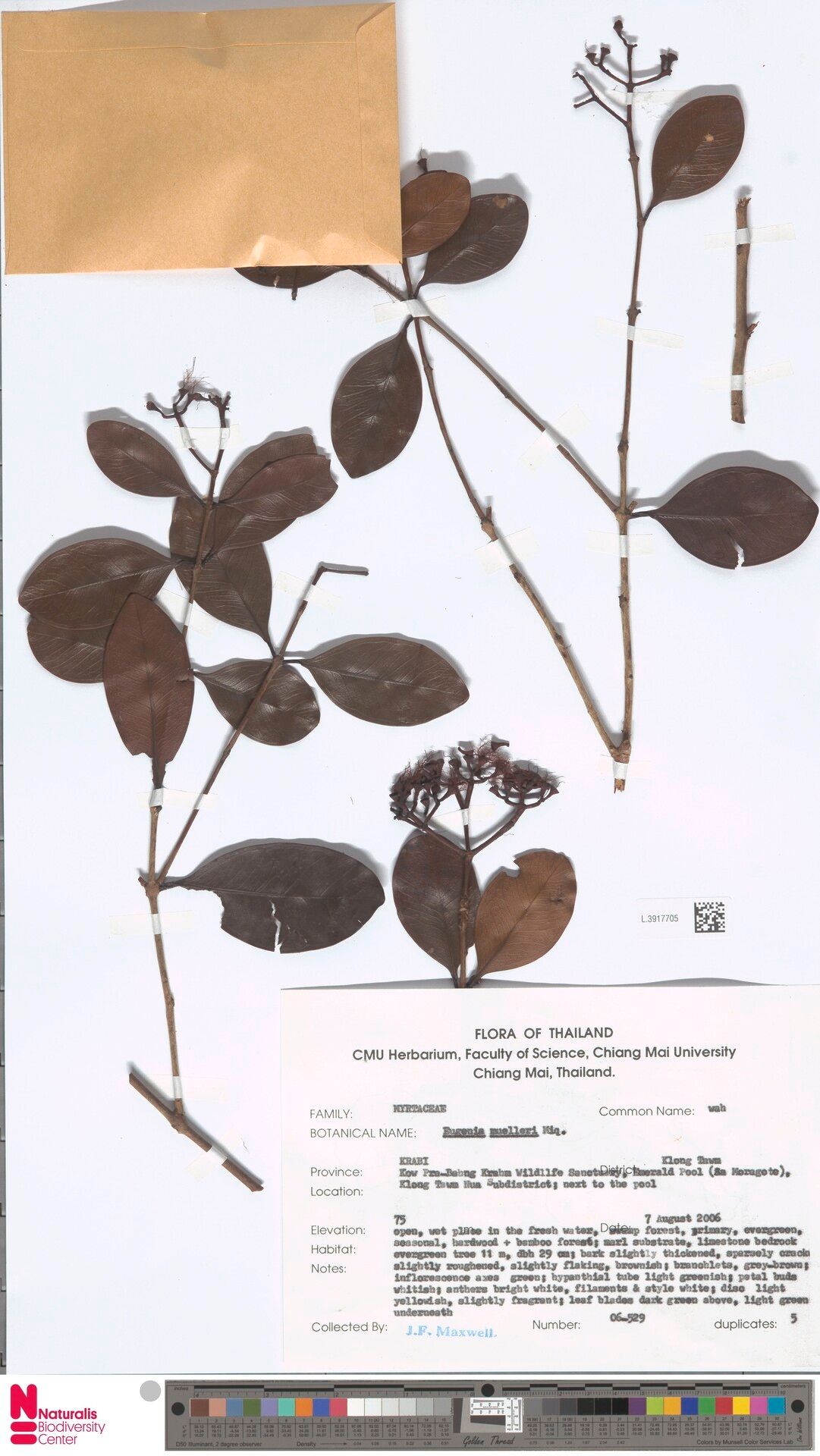 Syzygium muelleri — houseplant care guide