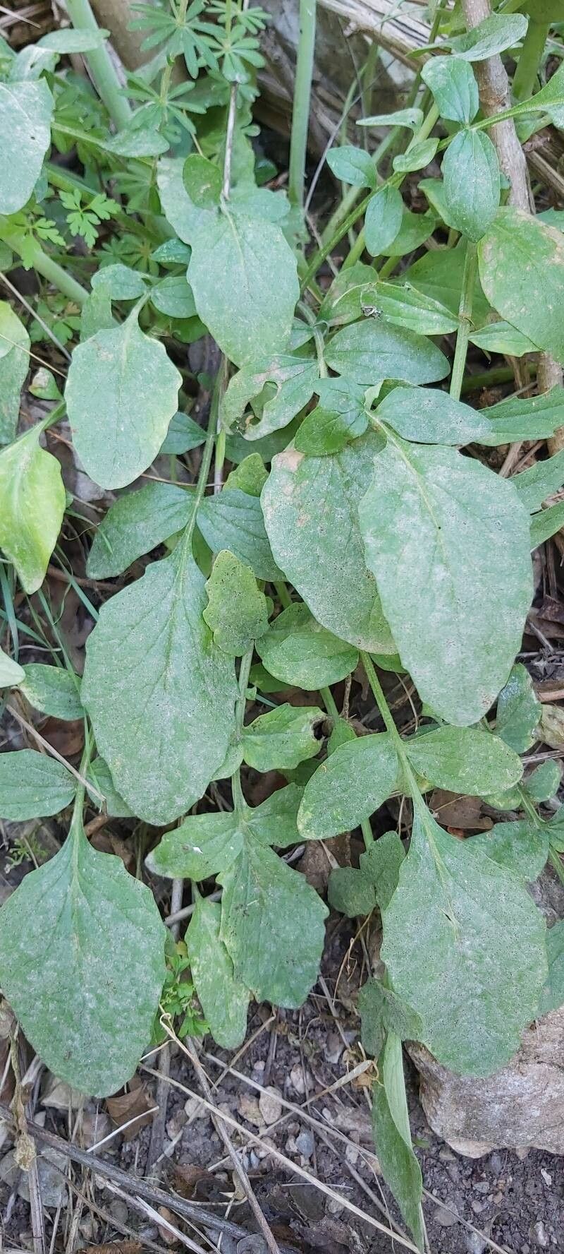 Valeriana italica — sleep aid houseplant