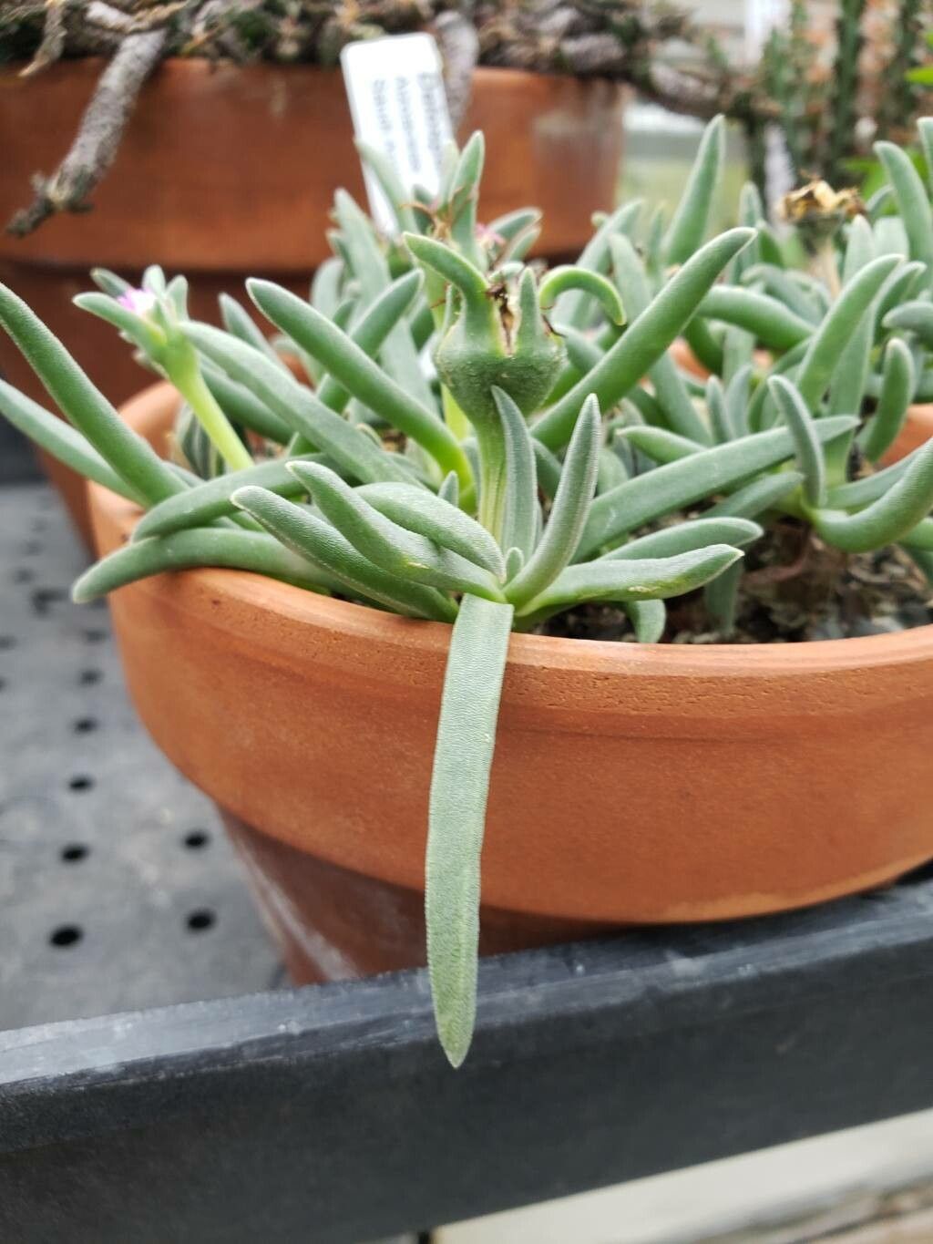Delosperma harazianum — houseplant care guide