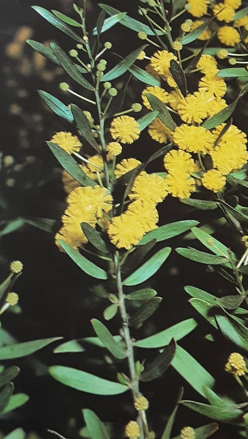 Acacia ligustrina — houseplant care guide