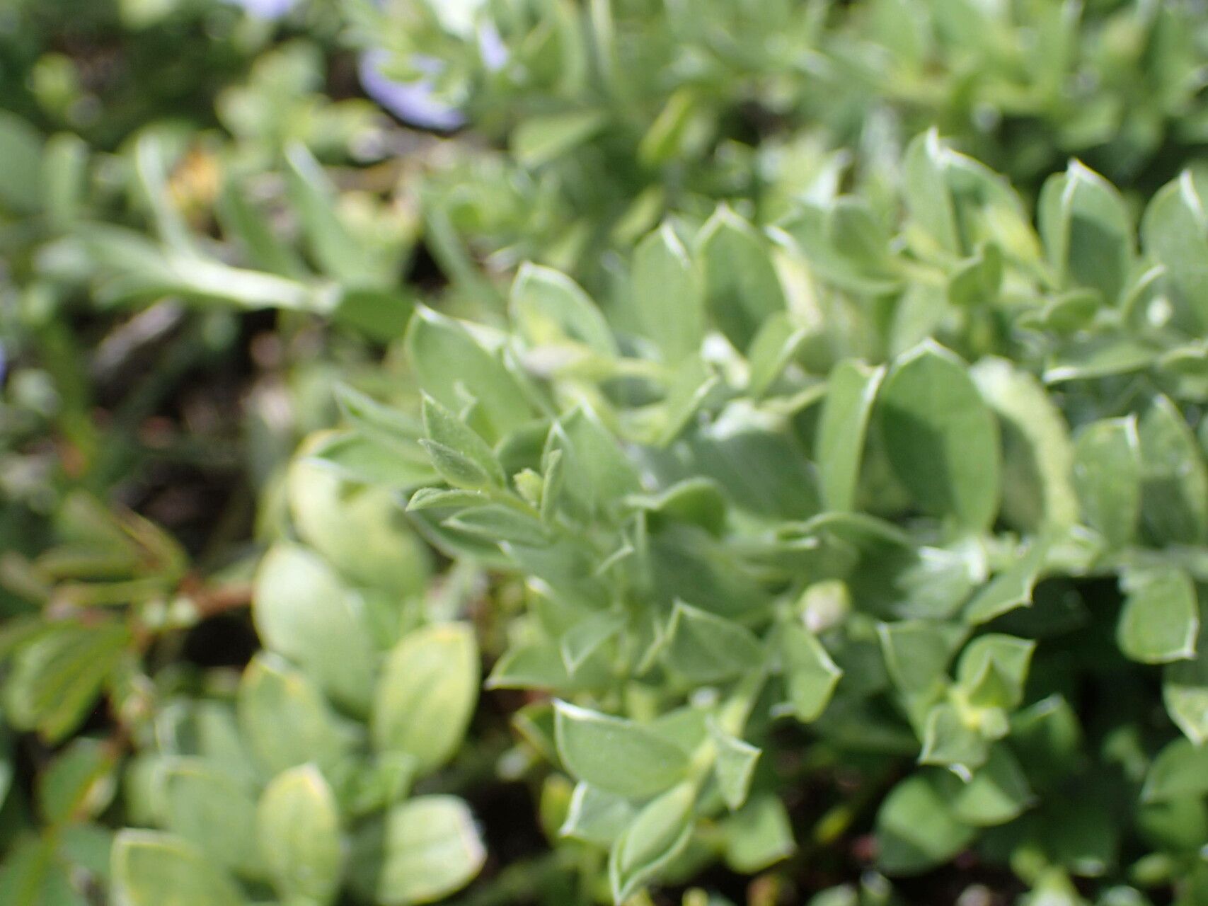 Evolvulus convolvuloides — houseplant care guide