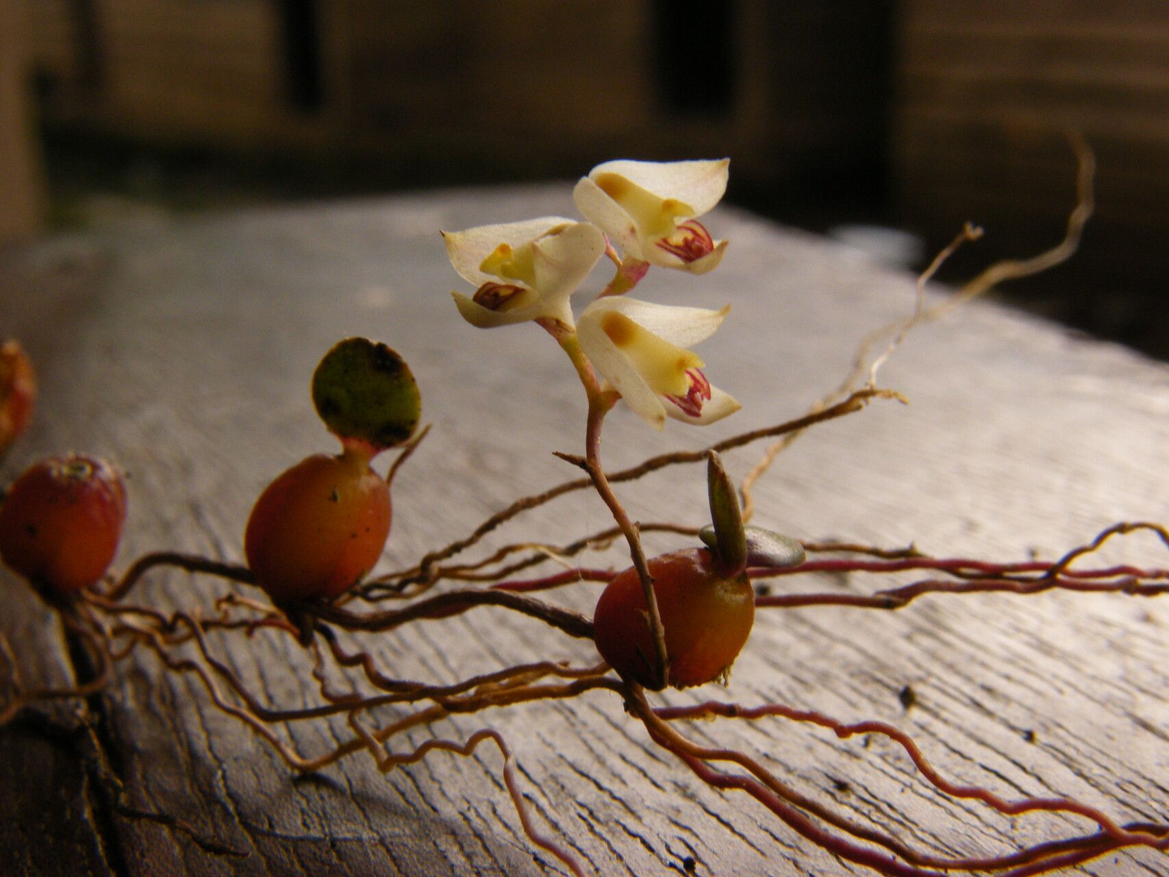 Bulbophyllum summerhayesianum habit
