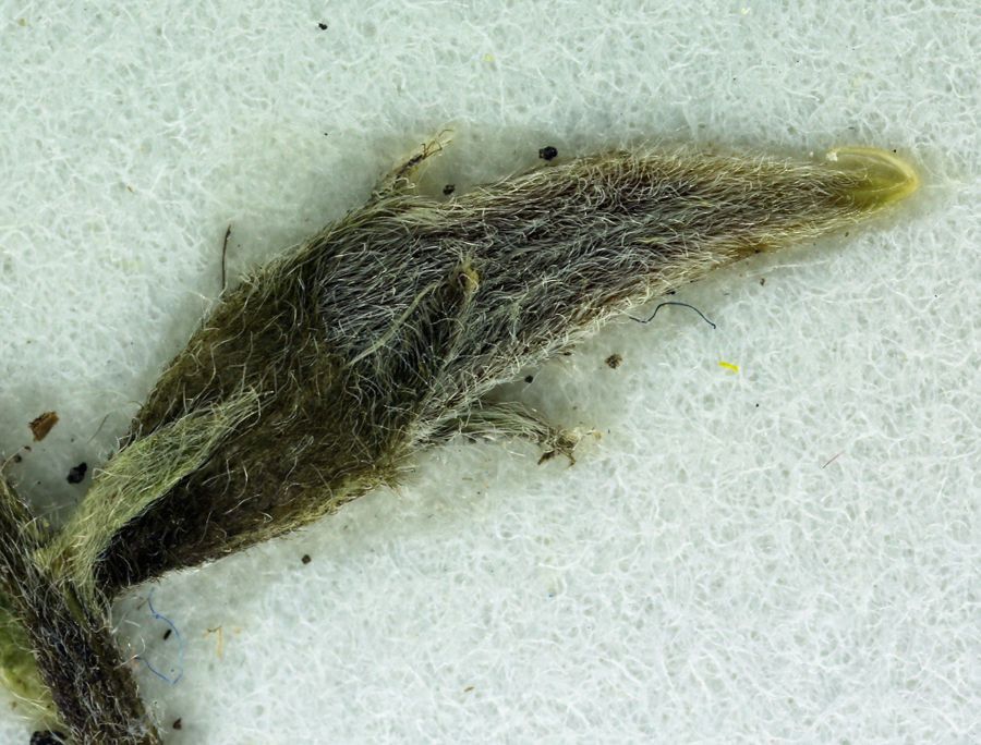 Oxytropis deflexa leaf