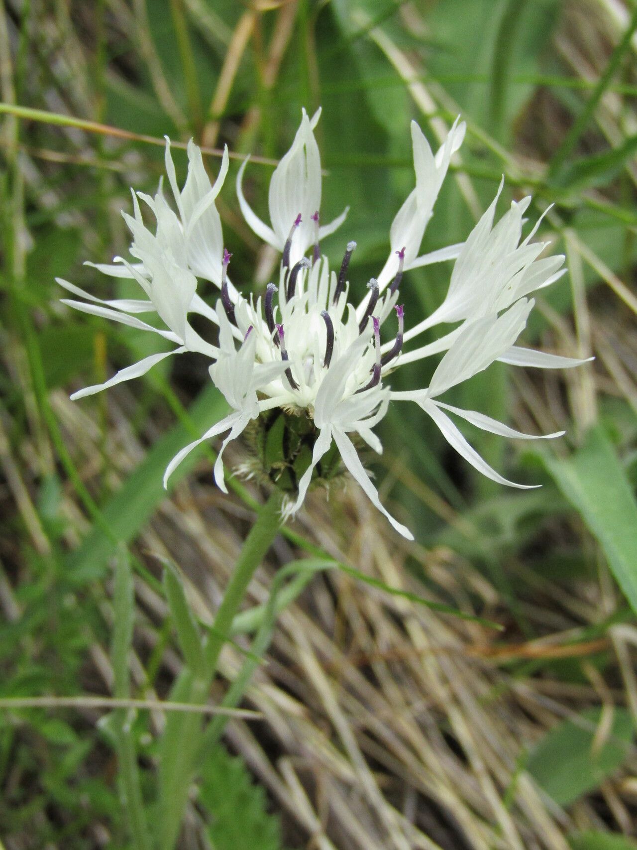 Cyanus orbelicus flower
