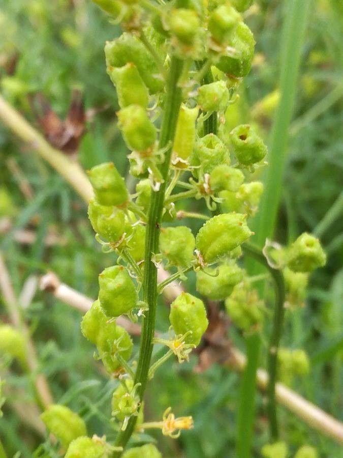 Reseda lutea fruit