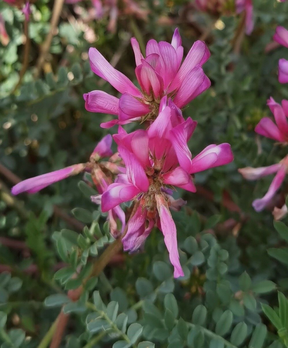 Sulla glomerata flower