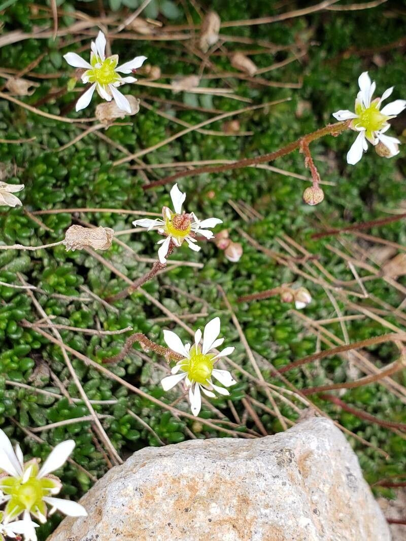 Saxifraga tolmiei flower