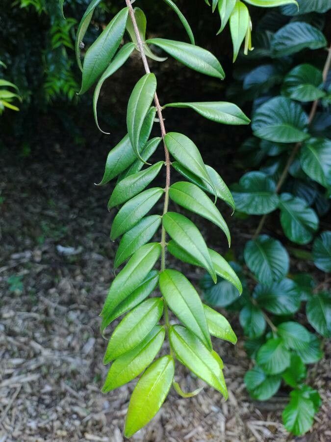 Myrciaria strigipes leaf