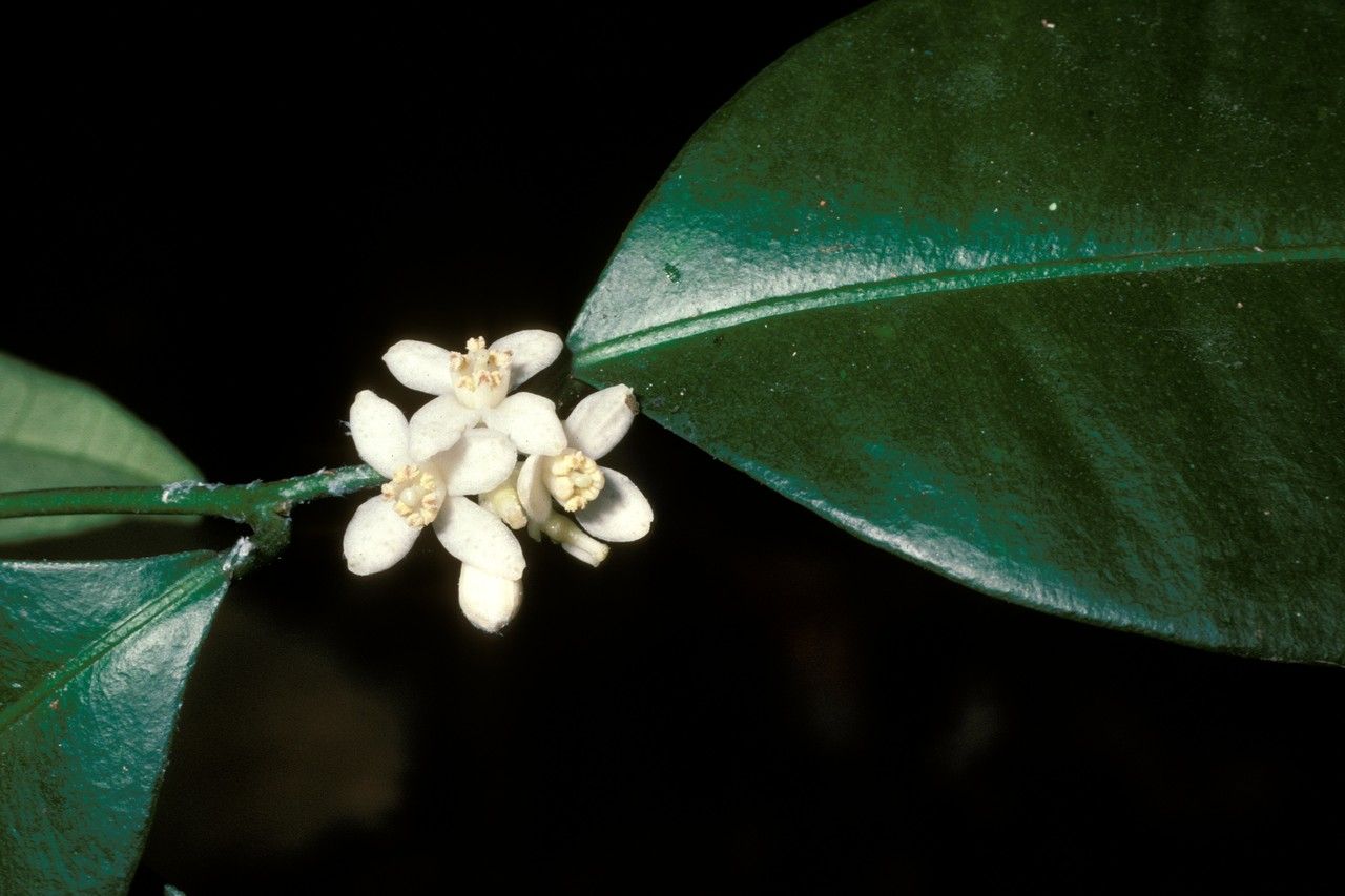 Atalantia wightii flower