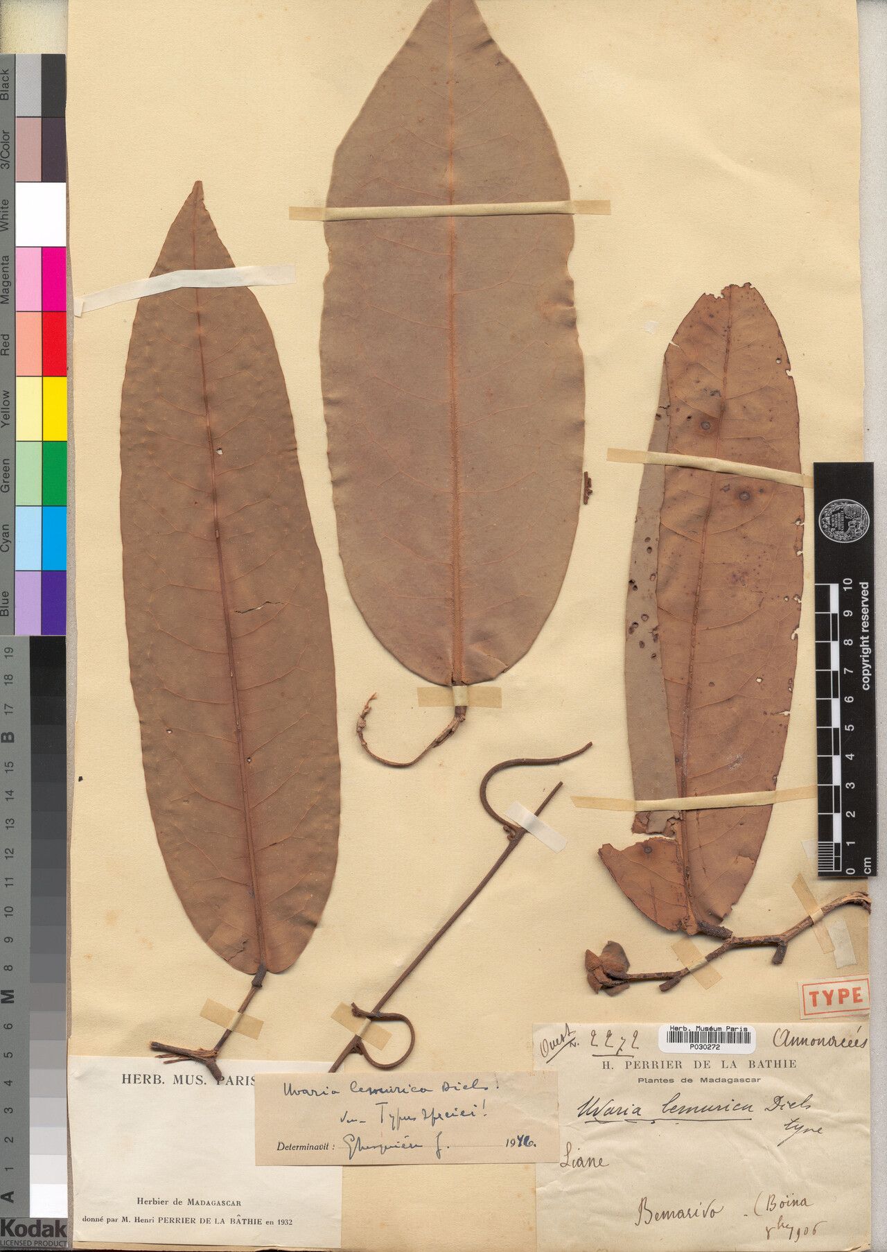 Uvaria lemurica — houseplant care guide