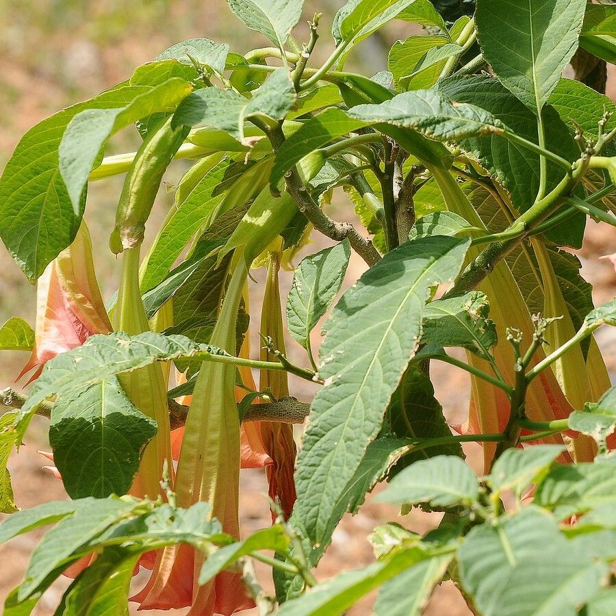 Brugmansia sanguinea leaf