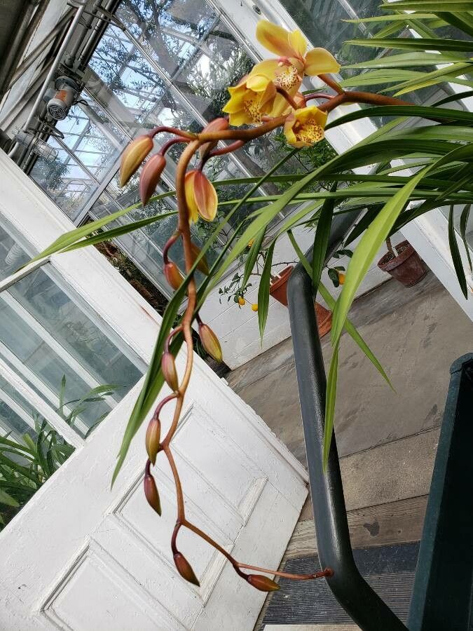 Cymbidium iridioides fruit