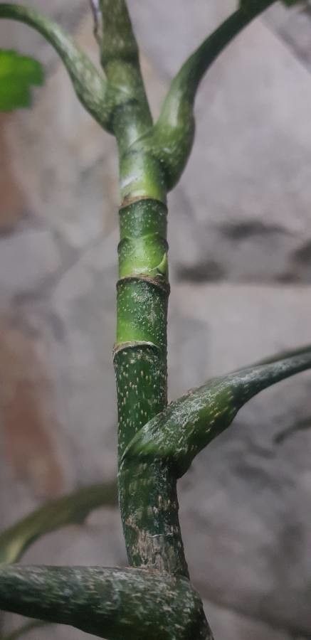 Schefflera attenuata bark