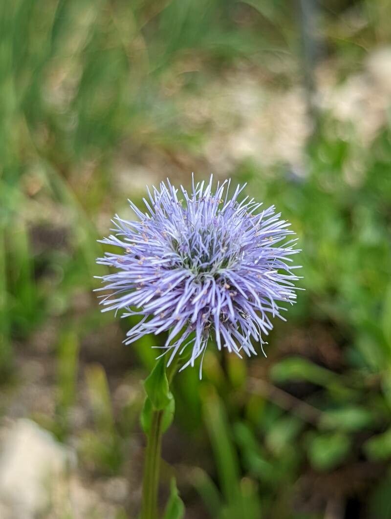 Globularia trichosantha flower