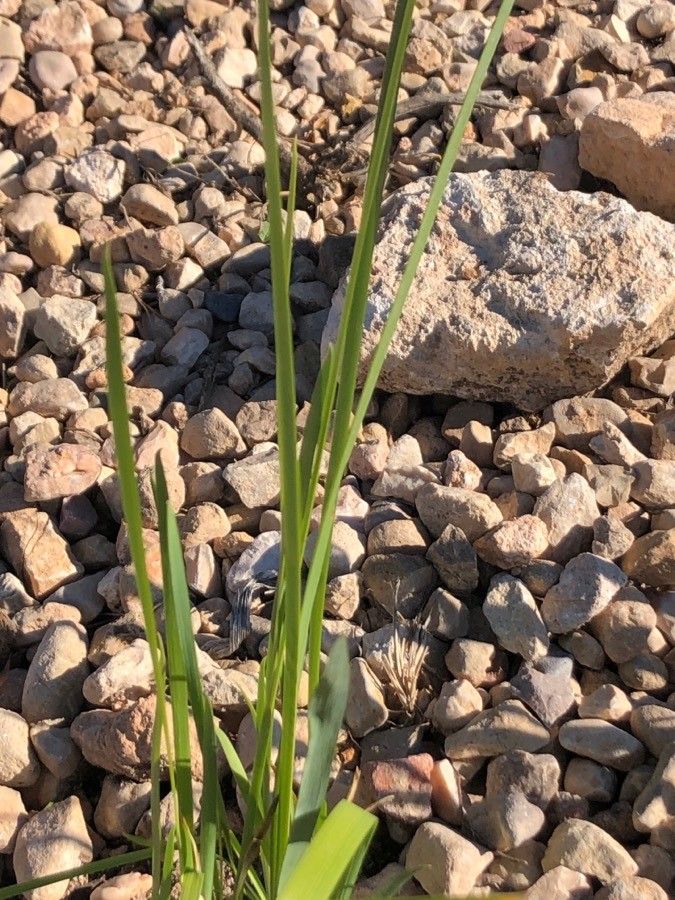 Iris tenax — search result for 'Iris'