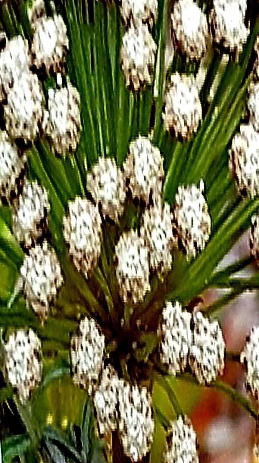 Paepalanthus polyanthus — houseplant care guide