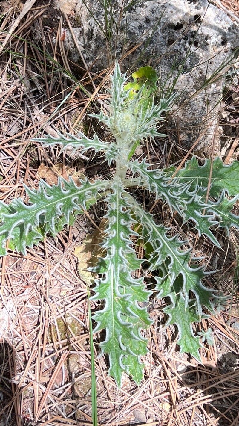 Cirsium echinatum — search result for 'Cirsium'