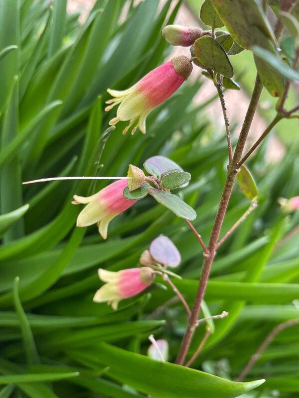 Correa bauerlenii flower