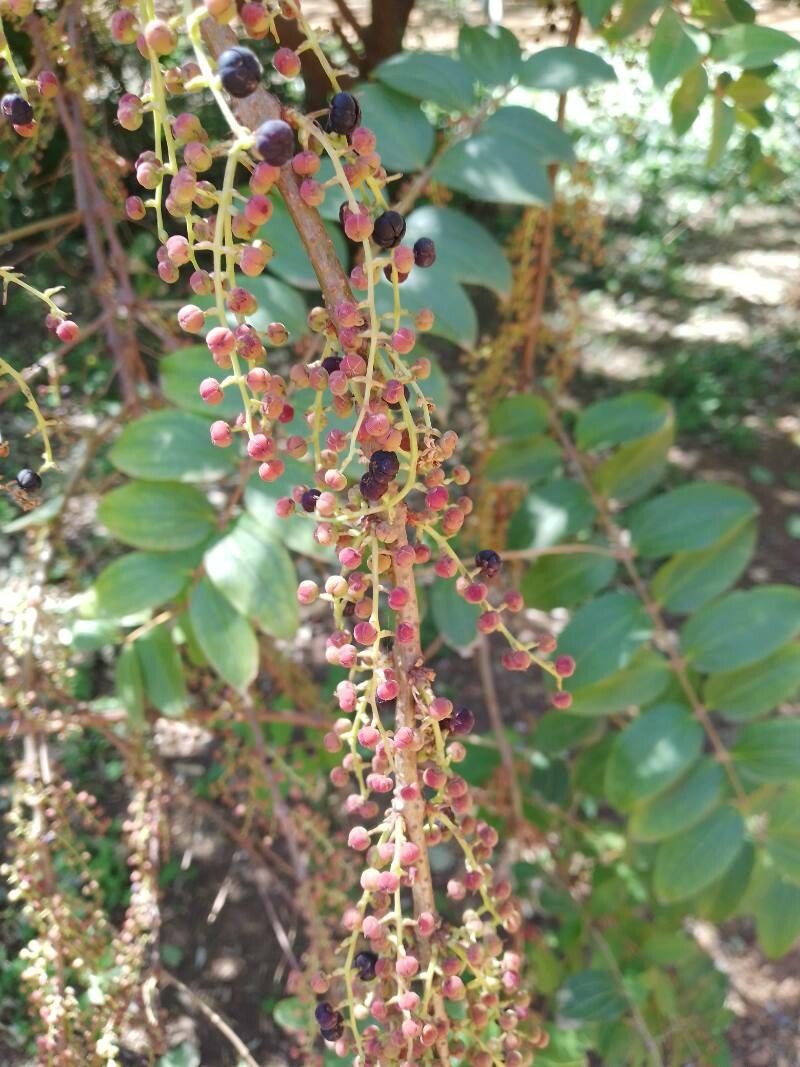 Coriaria japonica fruit