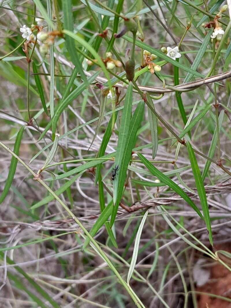 Secamone tenuifolia leaf