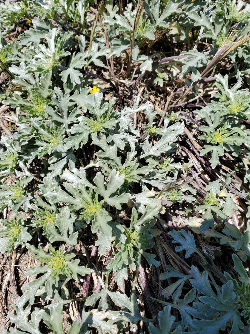 Ambrosia chamissonis — houseplant care guide