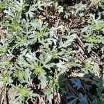 Ambrosia chamissonis