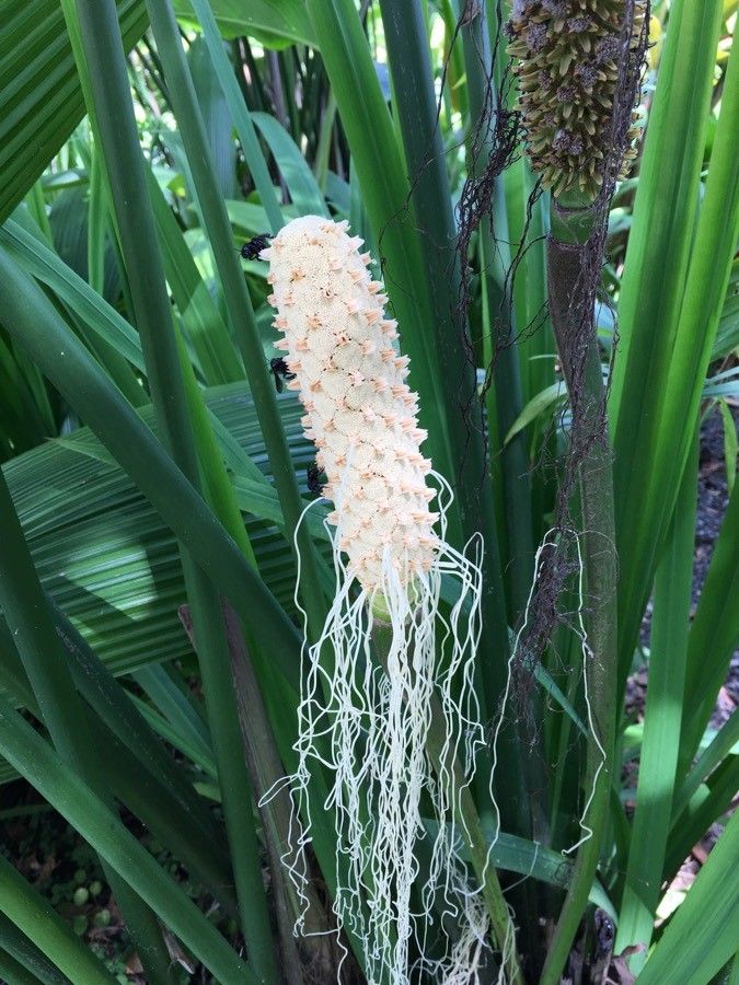 Carludovica palmata flower
