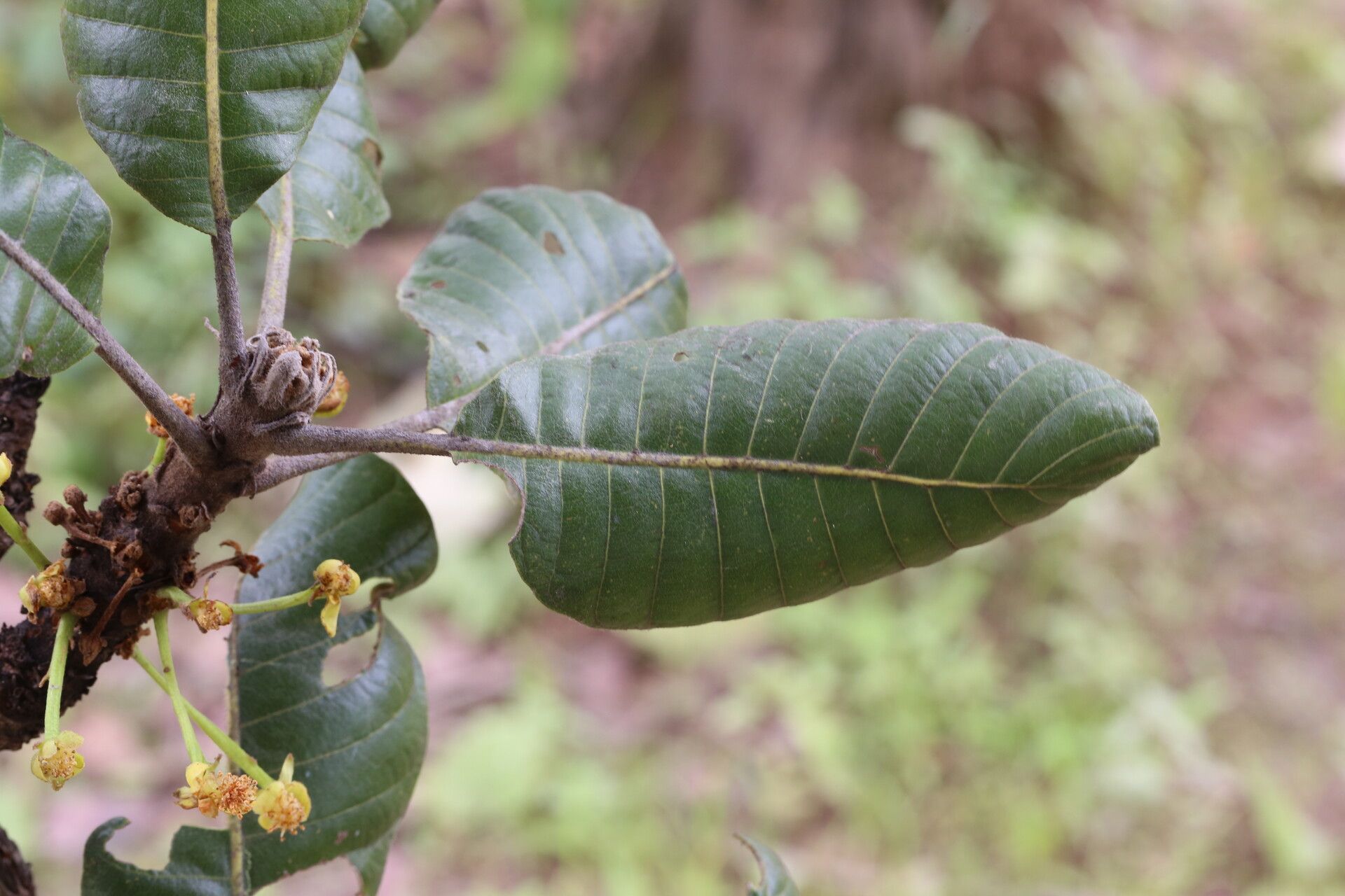Uapaca robynsii leaf