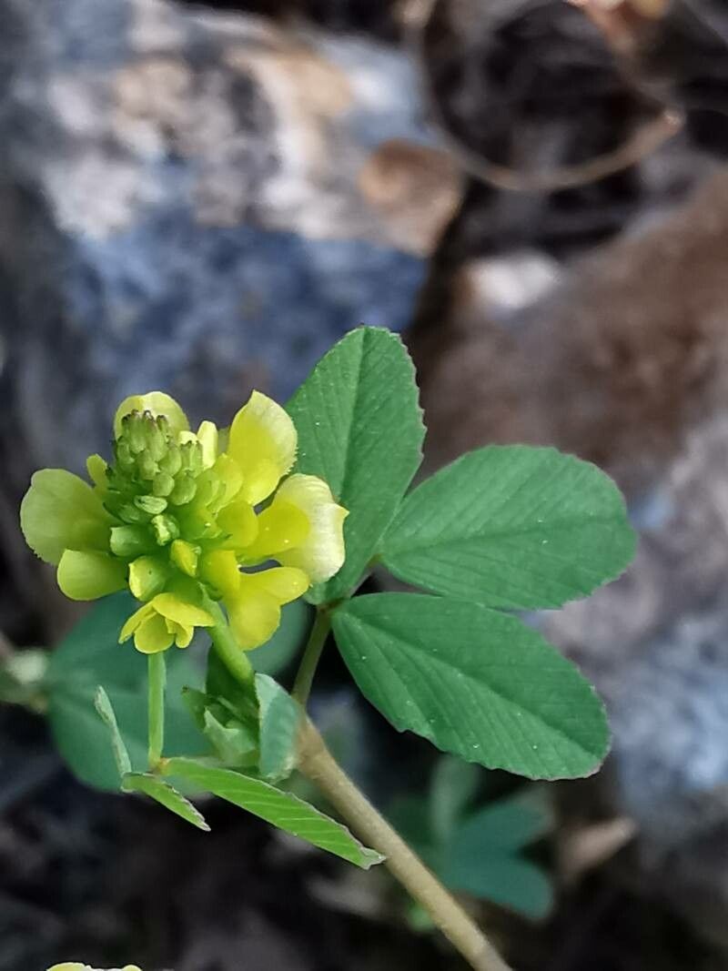 Trifolium boissieri flower