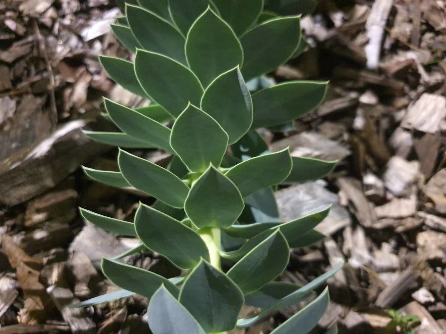 Euphorbia bivonae — houseplant care guide