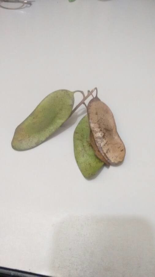 Dalbergia brasiliensis fruit