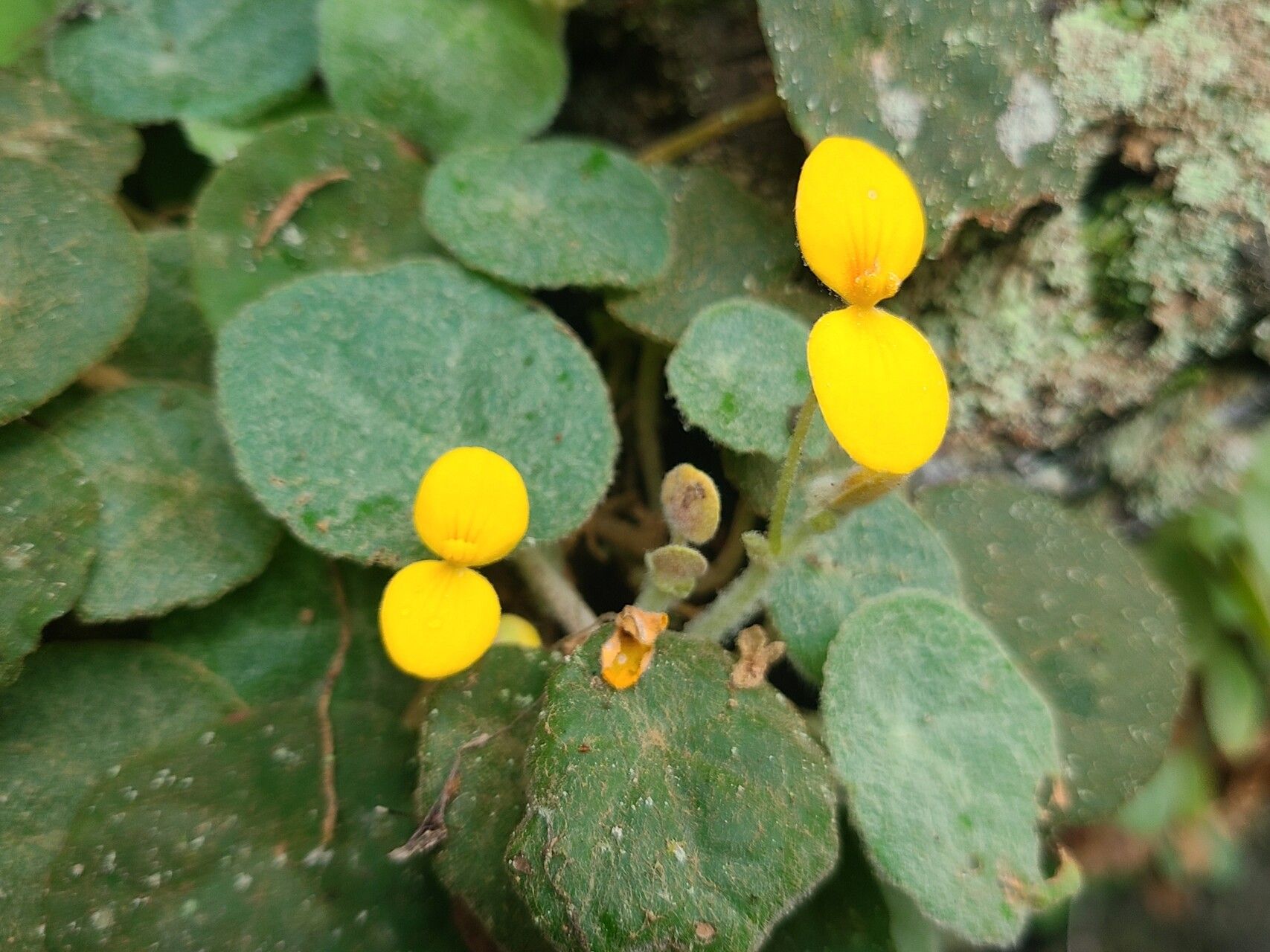 Begonia ferramica flower
