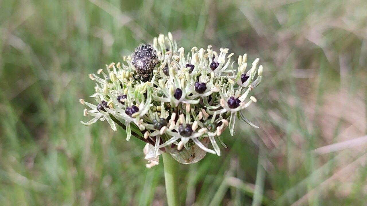 Allium cyrilli flower