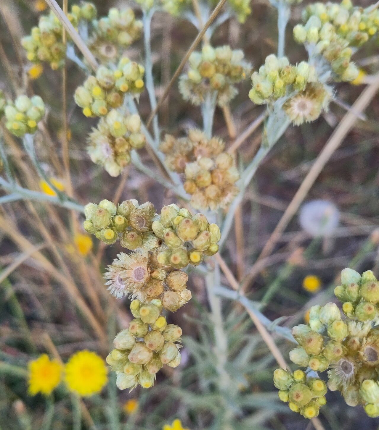 Pseudognaphalium cheiranthifolium — search result for 'Pseudognaphalium'