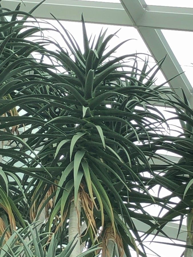 Aloidendron dichotomum — related species from the same genus