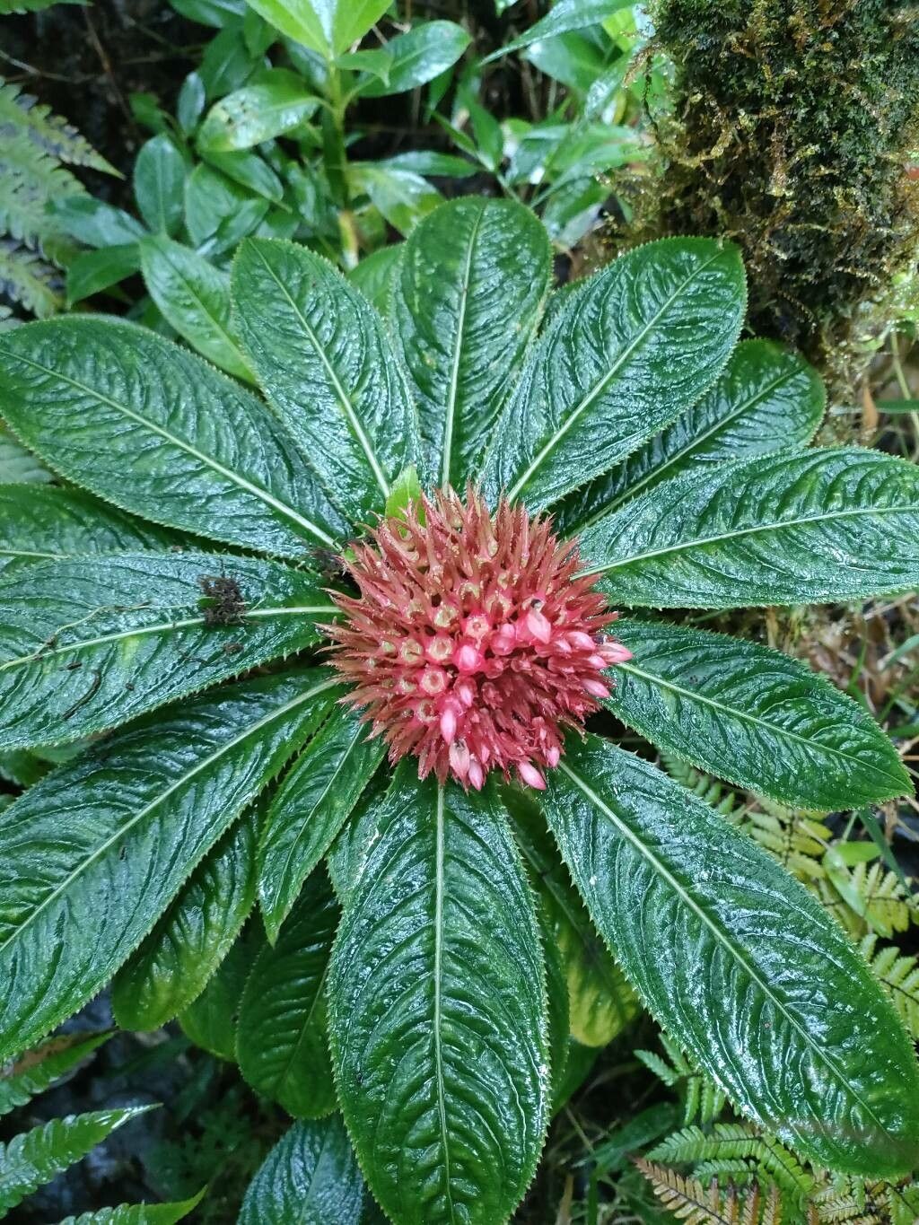 Lobelia conglobata habit