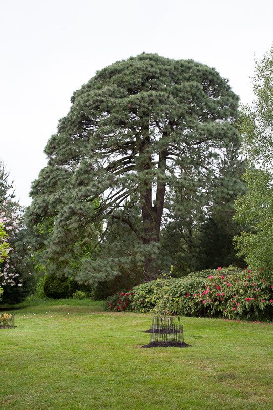 Pinus montezumae habit