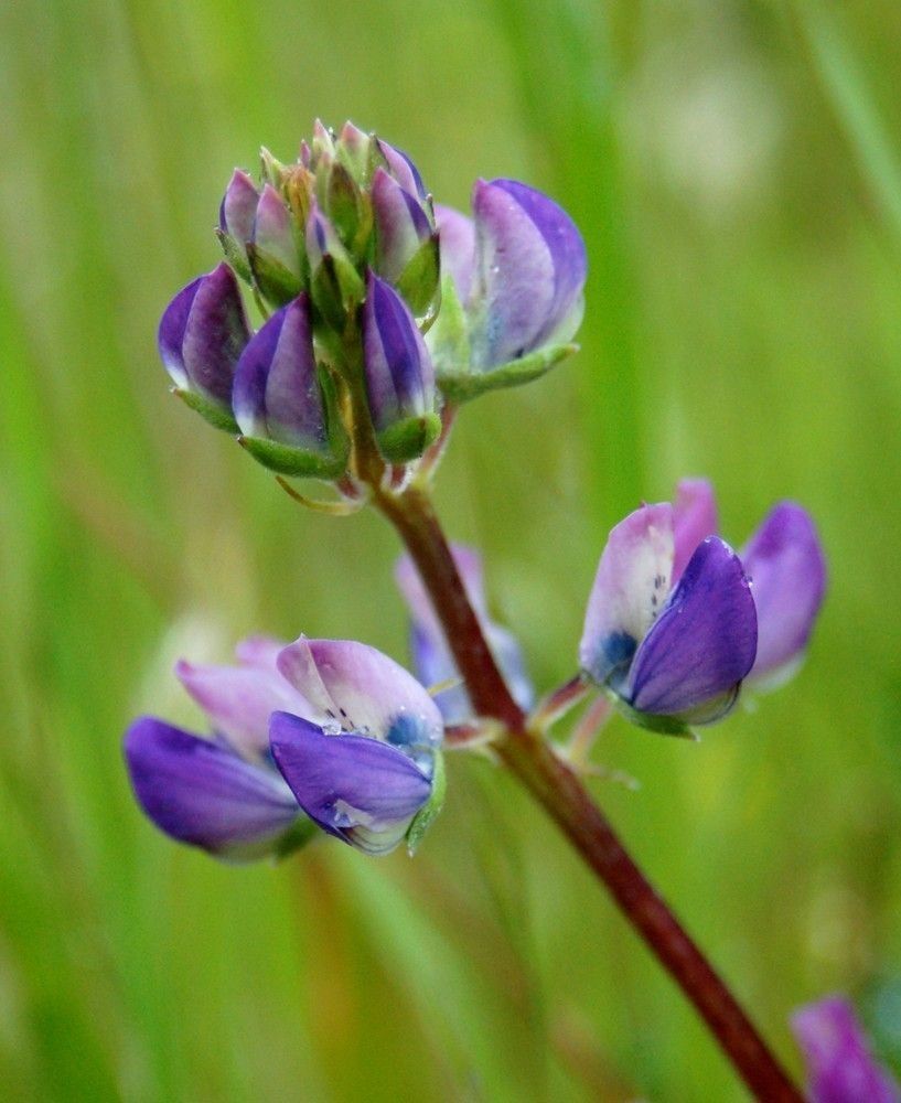 Lupinus littoralis flower