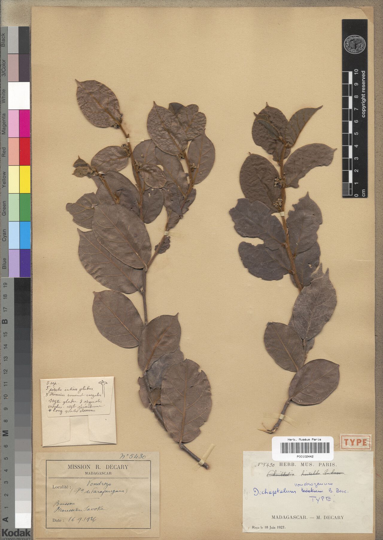 Dichapetalum vondrozanum — houseplant care guide