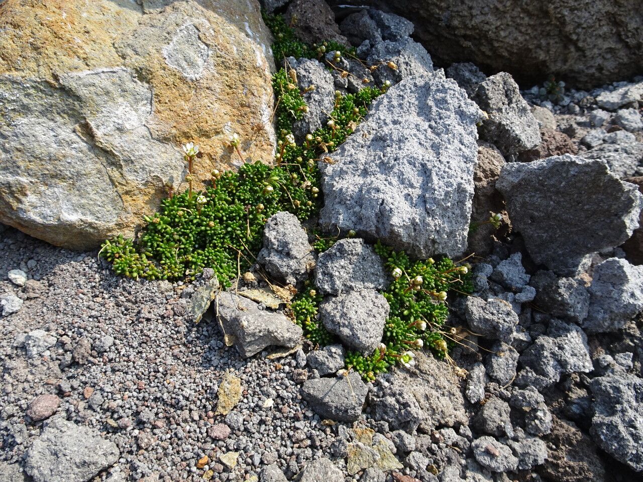 Micranthes tolmiei habit